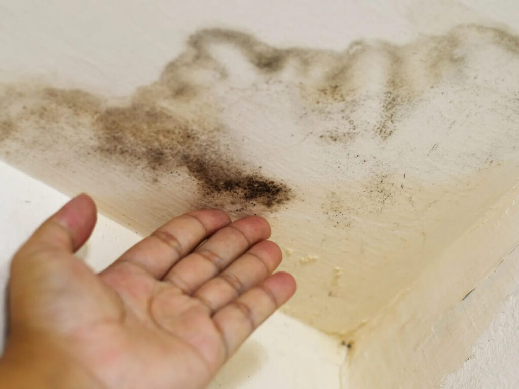 person's hand is touching a moldy ceiling