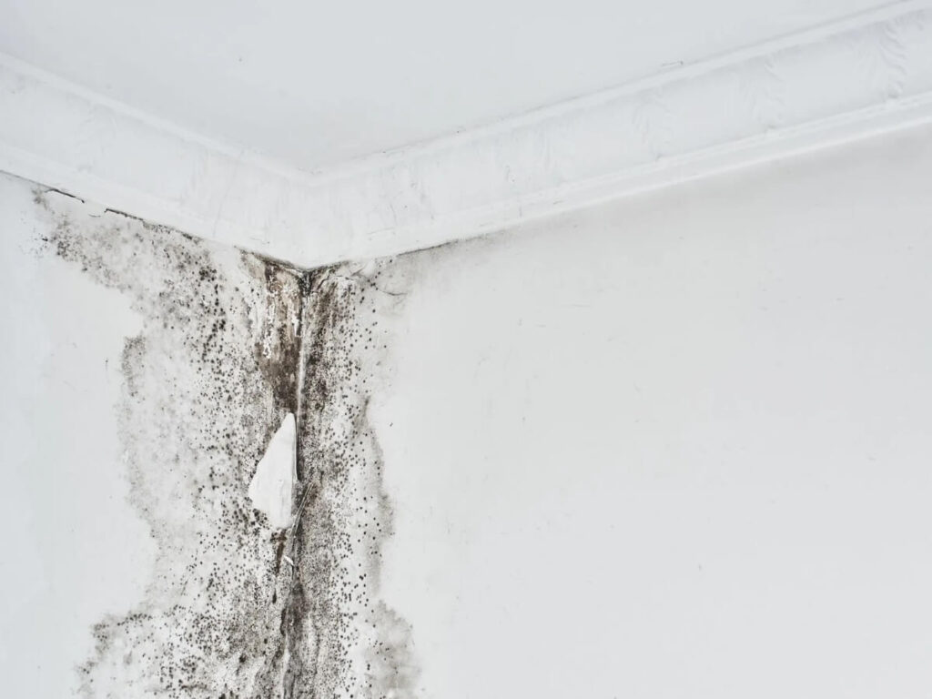 mold on the wall of a white room