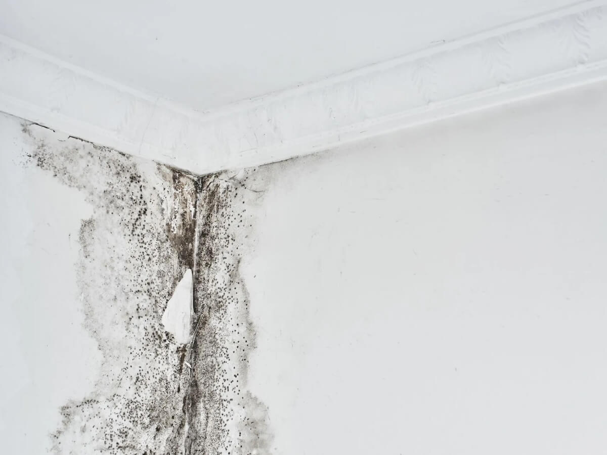 mold on the wall of a white room