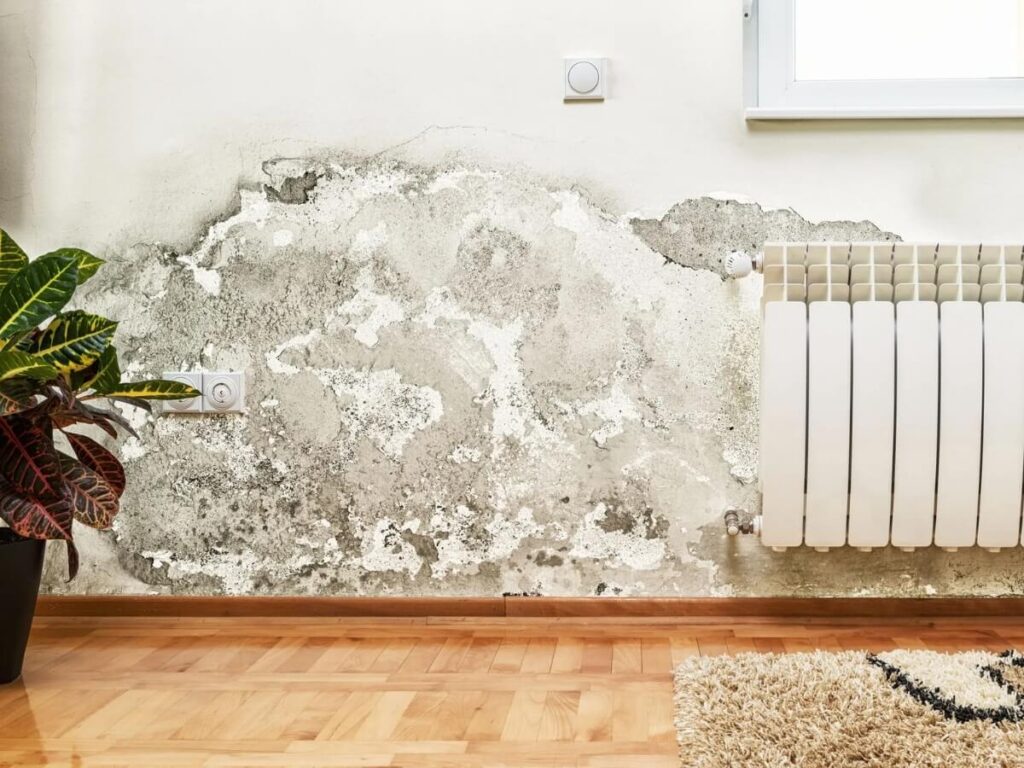Room with Mold on the Wall